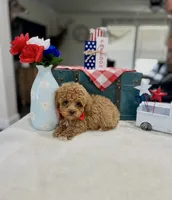 Milo, a male Poodle - Toy  for sale in Rolla, MO – 2 of 2