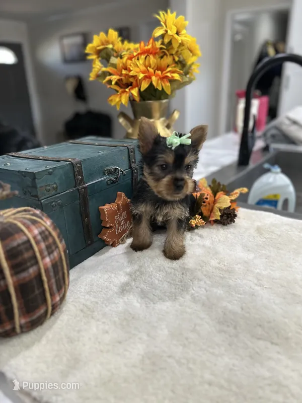 Callie  – Yorkshire Terrier puppy for sale in Rolla, MO