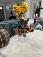 Callie , a female Yorkshire Terrier for sale in Rolla, MO – 1 of 1