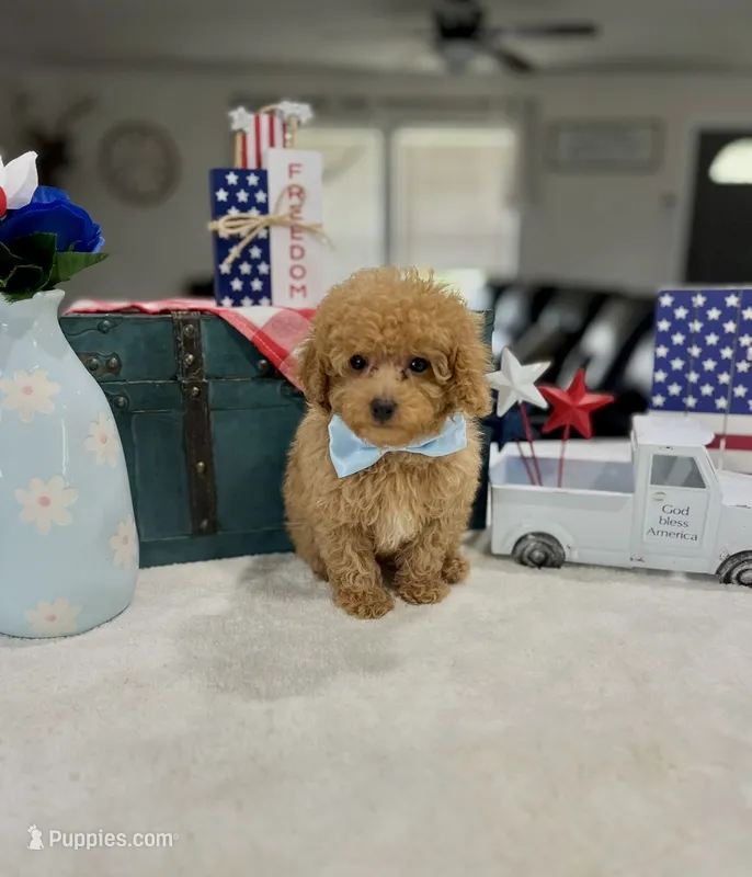 Charley – Poodle - Toy  puppy for sale in Rolla, MO