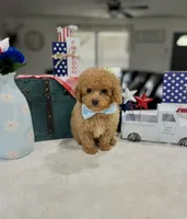 Charley, a male Poodle - Toy  for sale in Rolla, MO – 1 of 1