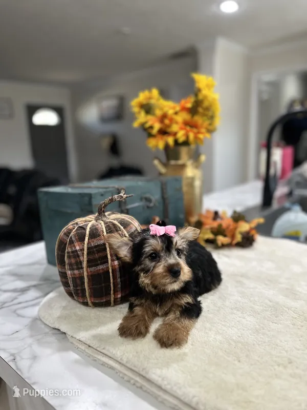 Ella – Yorkshire Terrier puppy for sale in Rolla, MO