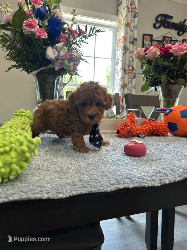 Charlie  – Poodle - Toy  puppy for sale in Rolla, MO