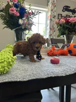 Charlie , a male Poodle - Toy  for sale in Rolla, MO – 1 of 1