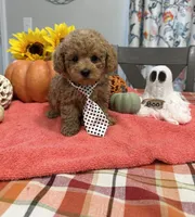 Sam, a male Poodle - Toy  for sale in Rolla, MO – 2 of 2