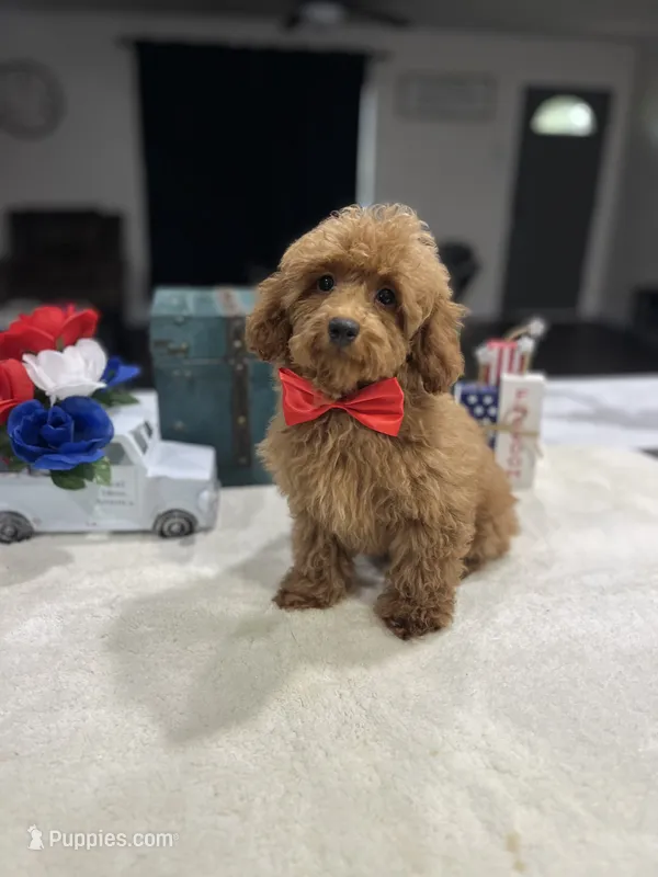 Max  – Poodle - Toy  puppy for sale in Rolla, MO