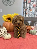 Milo, a male Poodle - Toy  for sale in Rolla, MO – 2 of 2
