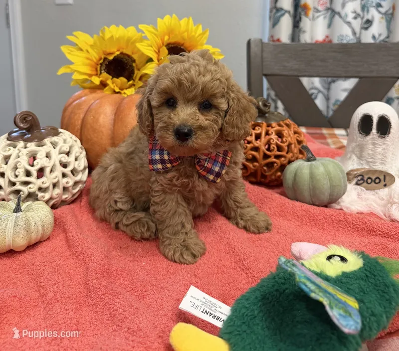Leo – Poodle - Toy  puppy for sale in Rolla, MO