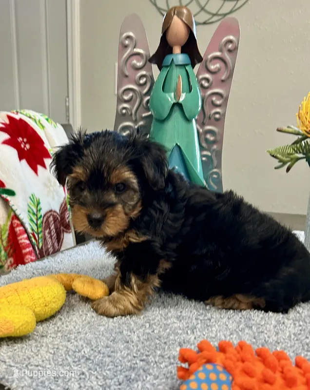 Teddy – Yorkshire Terrier puppy for sale in Rolla, MO