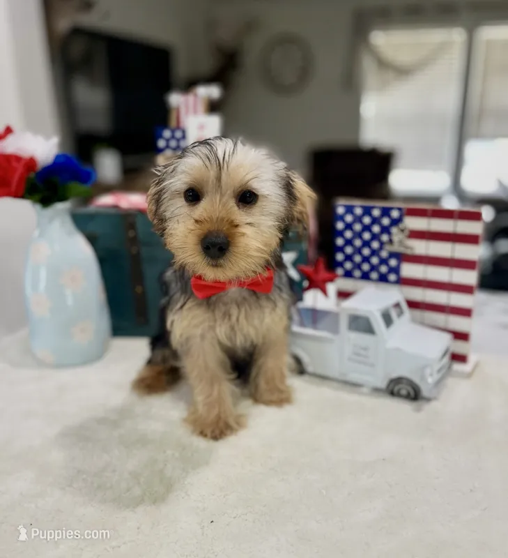 Max – Yorkshire Terrier puppy for sale in Rolla, MO