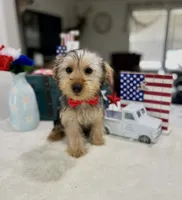 Max, a male Yorkshire Terrier for sale in Rolla, MO – 1 of 1