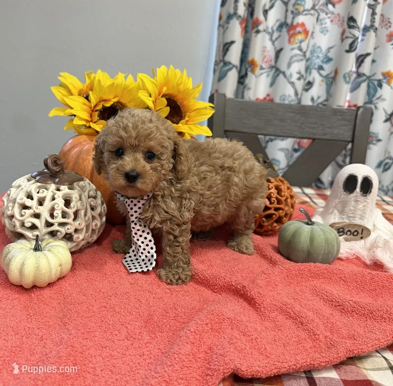 Sam – Poodle - Toy  puppy for sale in Rolla, MO