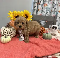 Sam, a male Poodle - Toy  for sale in Rolla, MO – 1 of 2