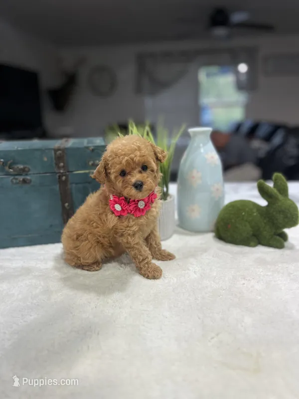 Emma – Poodle - Toy  puppy for sale in Rolla, MO