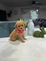 Emma, a female Poodle - Toy  for sale in Rolla, MO – 1 of 1