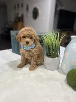 Bella, a female Poodle - Toy  for sale in Rolla, MO – 1 of 1