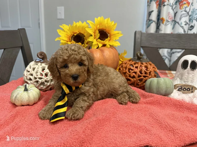Milo – Poodle - Toy  puppy for sale in Rolla, MO