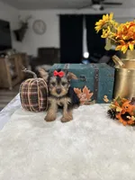 Emma , a female Yorkshire Terrier for sale in Rolla, MO – 1 of 1