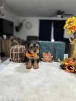 Charlie , a male Yorkshire Terrier for sale in Rolla, MO – 1 of 1