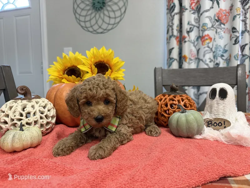 Teddy – Poodle - Toy  puppy for sale in Rolla, MO