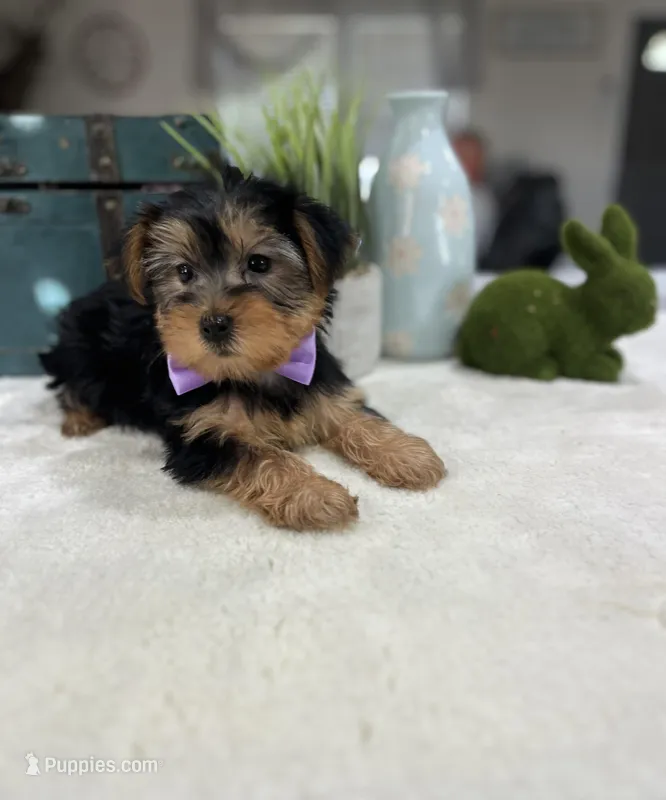 Teddy  – Yorkshire Terrier puppy for sale in Rolla, MO