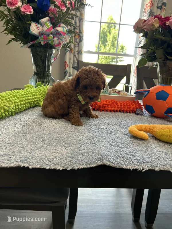 Sam – Poodle - Toy  puppy for sale in Rolla, MO
