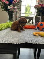 Sam, a male Poodle - Toy  for sale in Rolla, MO – 1 of 1