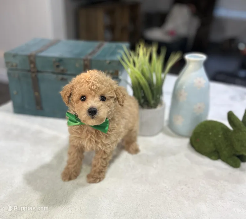 Jax – Poodle - Toy  puppy for sale in Rolla, MO