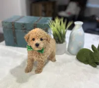 Jax, a male Poodle - Toy  for sale in Rolla, MO – 1 of 1