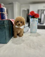 Leo, a male Poodle - Toy  for sale in Rolla, MO – 2 of 2