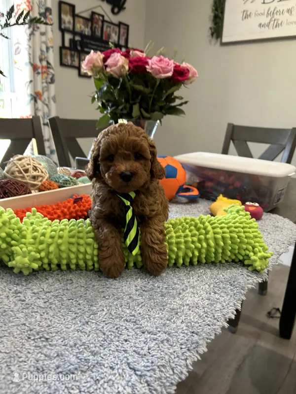 Milo – Poodle - Toy  puppy for sale in Rolla, MO