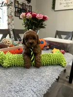 Milo, a male Poodle - Toy  for sale in Rolla, MO – 1 of 2