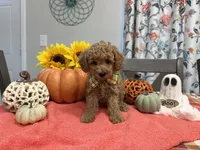 Teddy, a male Poodle - Toy  for sale in Rolla, MO – 2 of 2