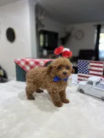 Teddy , a male Poodle - Toy  for sale in Rolla, MO – 1 of 1
