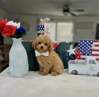 Leo, a male Poodle - Toy  for sale in Rolla, MO – 1 of 2