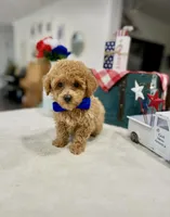 Sam, a male Poodle - Toy  for sale in Rolla, MO – 2 of 2