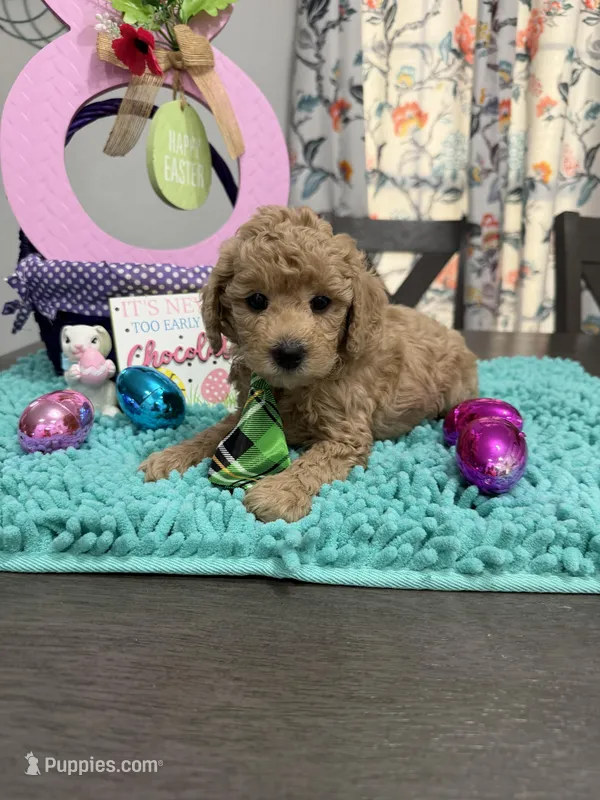 Sam – Poodle - Toy  puppy for sale in Rolla, MO