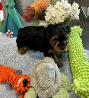 Teddy, a male Yorkshire Terrier for sale in Rolla, MO – 3 of 3