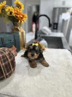 Bella, a female Yorkshire Terrier for sale in Rolla, MO – 1 of 1