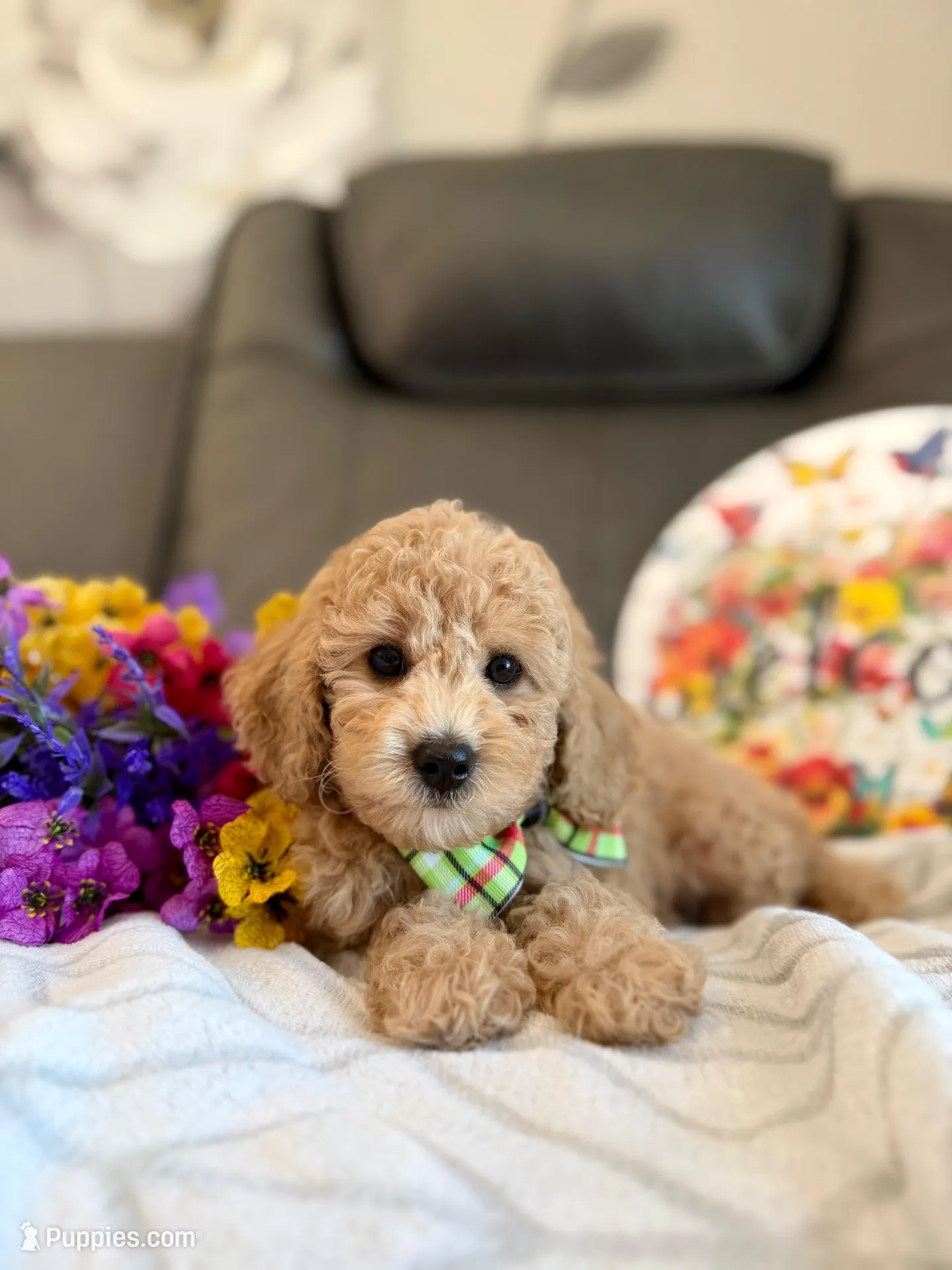 Sam – Poodle - Toy  puppy for sale in Rolla, MO
