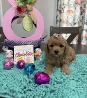 Emma , a female Poodle - Toy  for sale in Rolla, MO – Photo 1 of 2