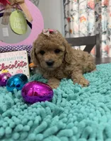 Emma , a female Poodle - Toy  for sale in Rolla, MO – Photo 2 of 2