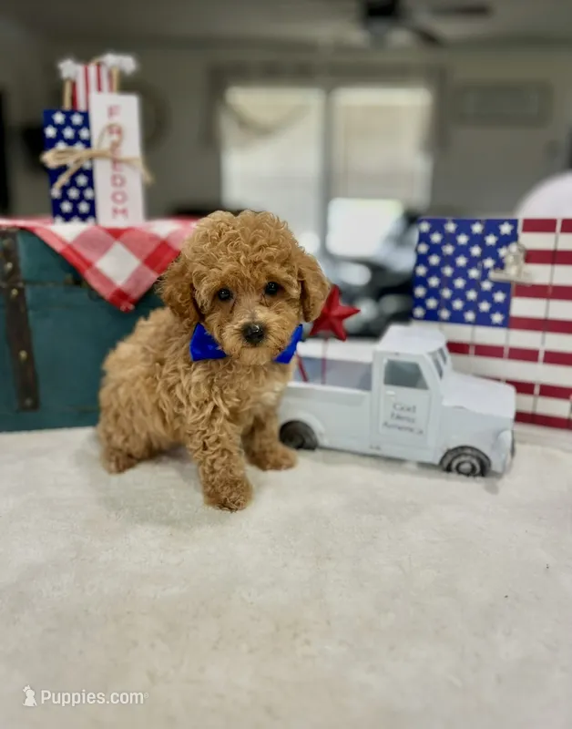 Sam – Poodle - Toy  puppy for sale in Rolla, MO