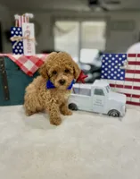 Sam, a male Poodle - Toy  for sale in Rolla, MO – 1 of 2