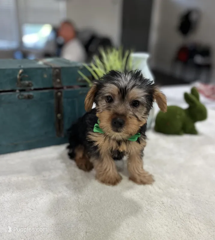 Sam – Yorkshire Terrier puppy for sale in Rolla, MO