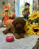Charlie , a male Poodle - Toy  for sale in Rolla, MO – 1 of 1