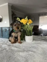 Max, a male Yorkshire Terrier for sale in Rolla, MO – Photo 2 of 2