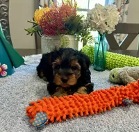 Teddy, a male Yorkshire Terrier for sale in Rolla, MO – 2 of 3