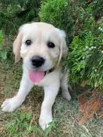 Benji, a male Golden Retriever for sale in Springfield, MA – 1 of 3