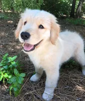 Benji, a male Golden Retriever for sale in Springfield, MA – 2 of 3